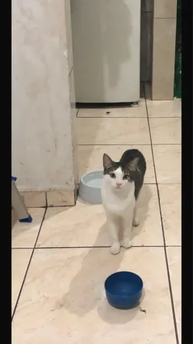 Doação de gato
