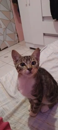 Gata doação responsável