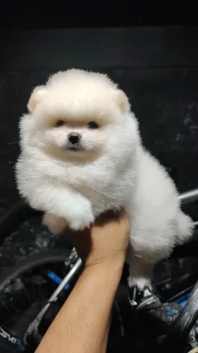 Spitz alemão