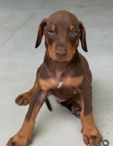 Doberman filhote 