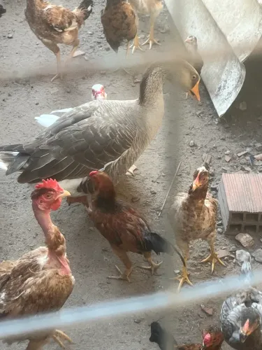 Ganso Macho (adulto)