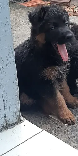 Vende-se filhota de pastor alemão capa preta