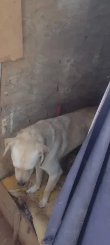 2 cachorro pra doar (Jd Majesticcc)