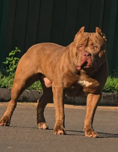 Pit monster