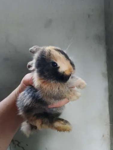 Coelhos