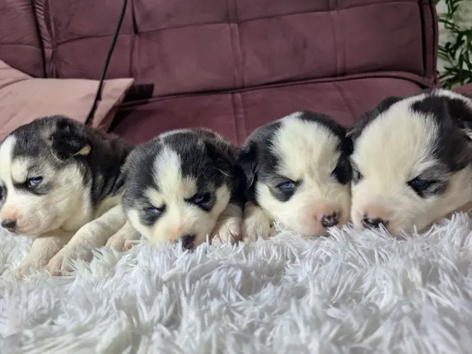 Lindos filhotes de Husky Siberiano