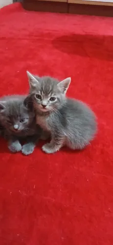 Doa-se 3 gatinhos 