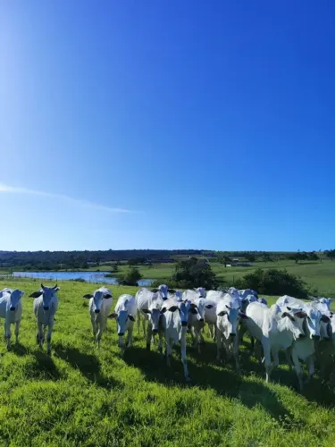 Granja com 20 hectares em comum município de Monte Alegre