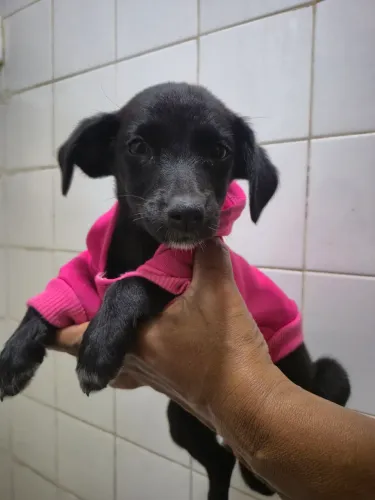 Doando duas cachorrinhas.