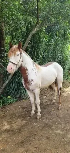 Cavalo
