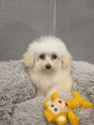 Poodle macho