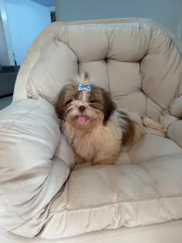 Promoção Shihtzu machos!!!