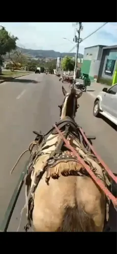 Égua de carroça