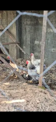 Galo brahma ótima genética top.