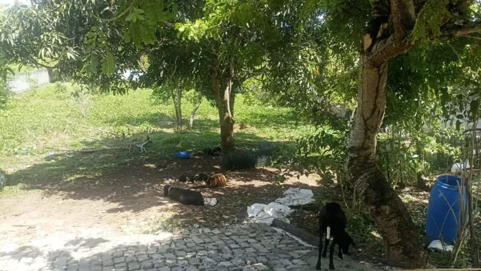 Terreno murado 30x60