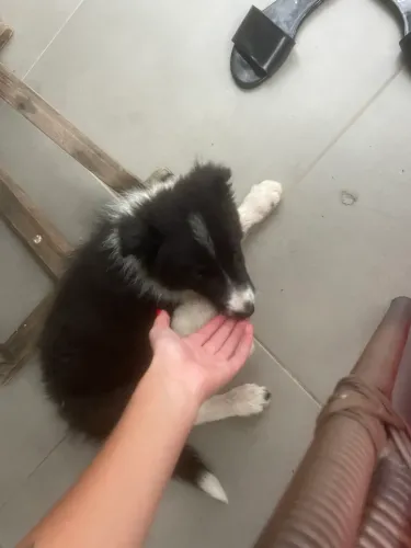 Doacao Border Collie