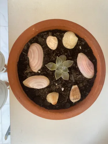 Vaso redondo com Suculenta