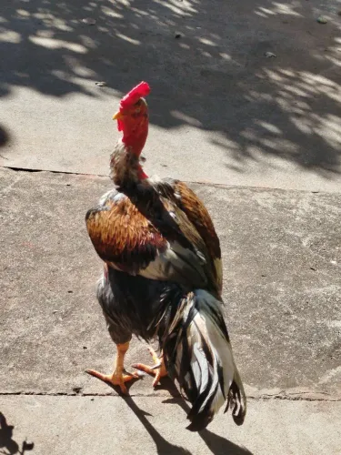 Galo vivo 