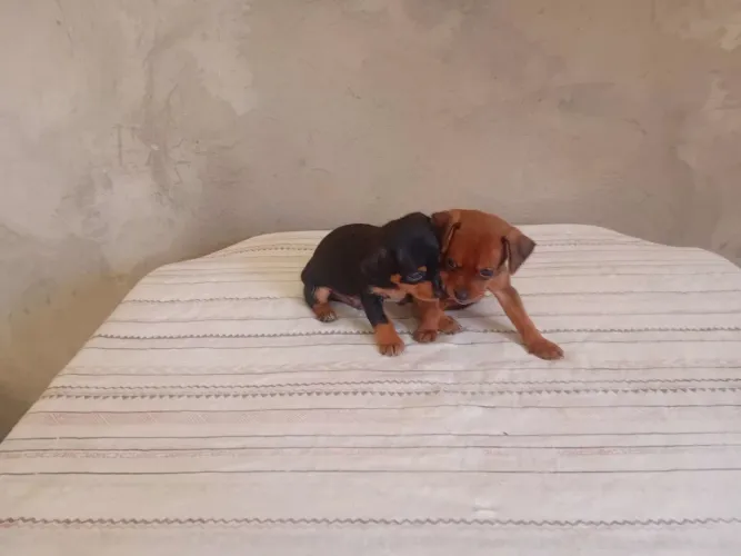 Filhotinhos machinhos de Miniatura Pincher tamanho um 