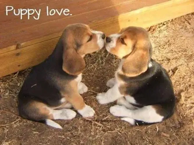 Beagle quem leva um doguinho leva amor pra vida toda