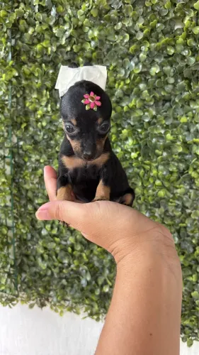 Pinscher fêmea MICRO
