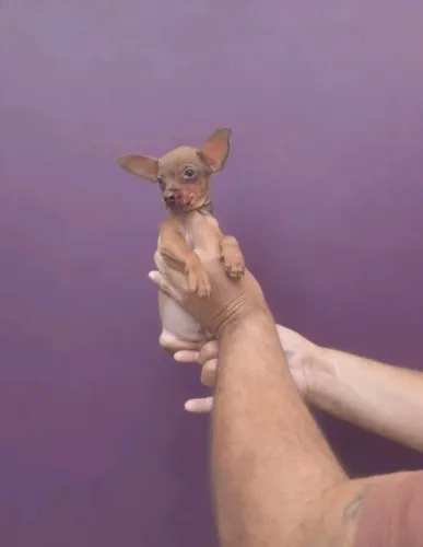 Pinscher macho pronto pra um novo lar cheio de carinho