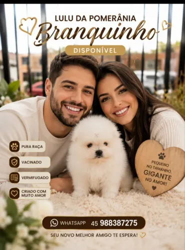 Lulu da Pomerânia anão