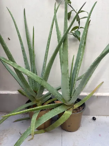 Plantas 