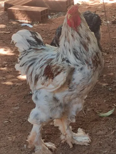 Galinha brahmas puras