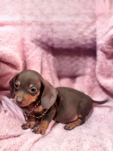 Basset dachshund mini