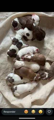 Vendo pitbull
