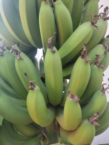Cachos de banana verde nanica