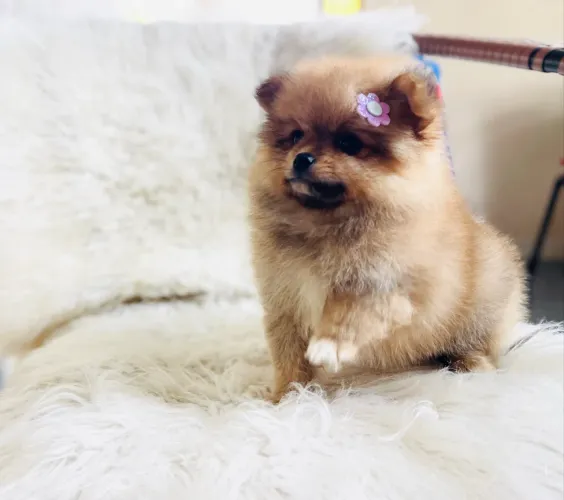 Spitz alemão Fêmea com pedigree Anão 