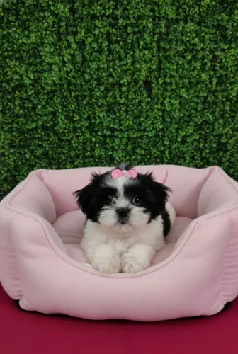 Filhote de Shih Tzu Fêmea 