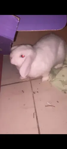 Coelho fêmea