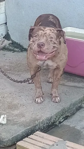 Cadela disponível