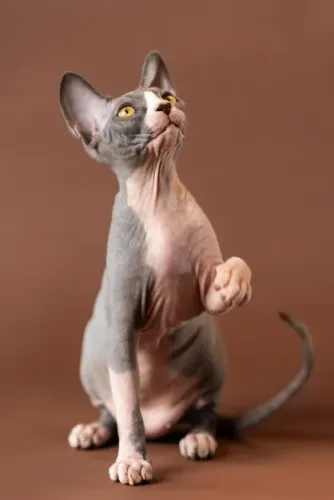 Sphynx fêmea no cio procuro macho