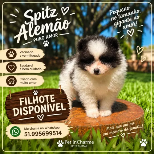 Lulu da Pomerânia - Lindo Machinho bicolor