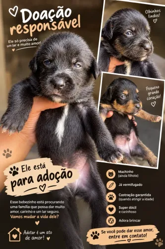 Cachorrinho para adoção