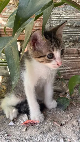 Gato pra adoção