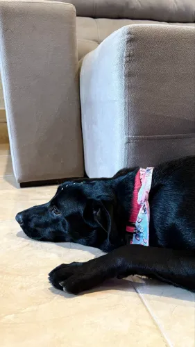 Cadela para adoção 