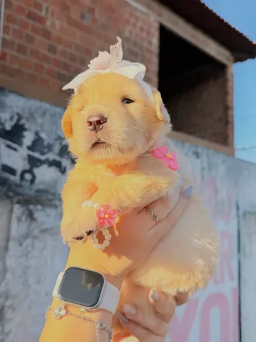 Golden Retriever 