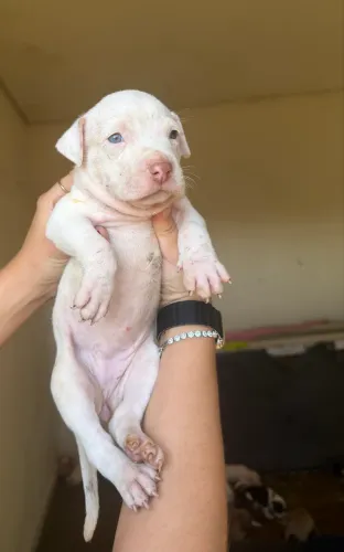 Filhotes de pitbull puro a venda