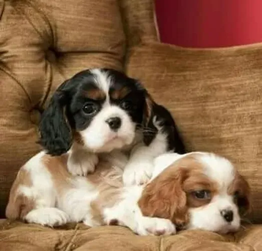 Cavalier King Charles Spaniel