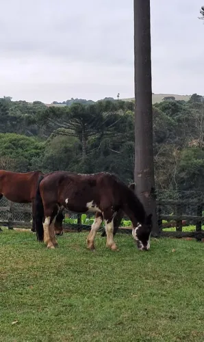 Cavalo Crioulo - Ligeiro