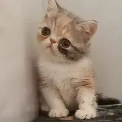 Gato Persa Lindíssimo