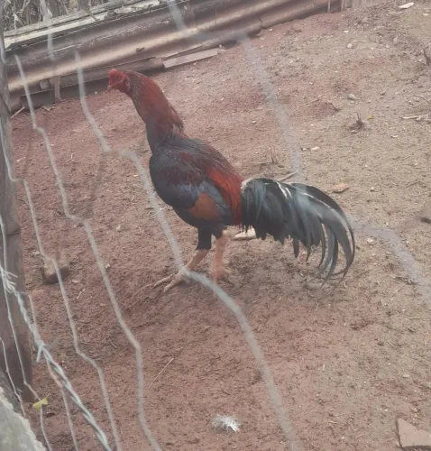 Galo indio