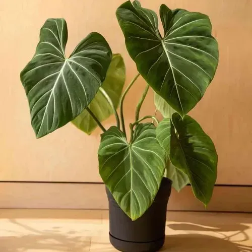 Vendas de plantas