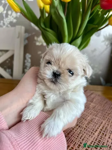 Filhote de cachorro shih tzu/shitzu dócil brincalhão e saudável