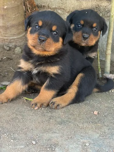 Filhotes Rottweiler